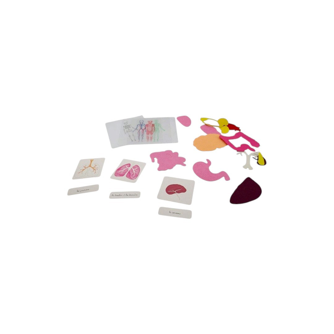 Mon coffret Montessori du corps humain- Édition 2018